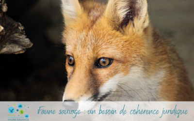 Faune sauvage : un besoin de cohérence juridique