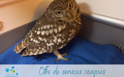 Offre de services civiques au Tétras libre